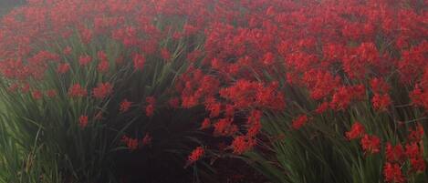 Un giardino con fiori rossi e un sentiero in pietra.