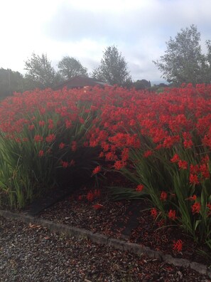 Property grounds - Idyllic and Unique House on the Lake  (Whitegate)