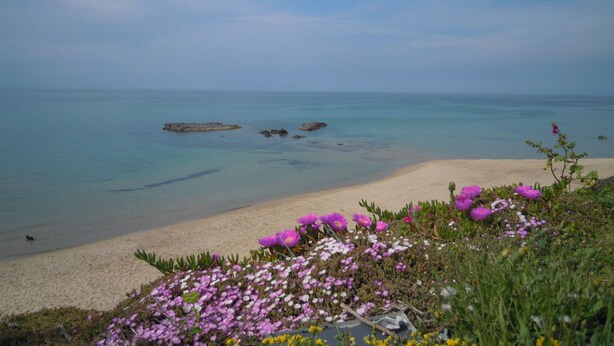 Une plage à l’eau claire, avec un rivage sablonneux et des fleurs violettes au premier plan.