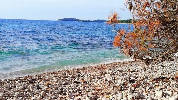 Beach nearby - Apartments Marija, (2427), Rovinj, hr (Rovinj)