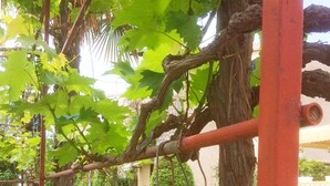 Property grounds - Apartments Marko, (13993), Vodice, hr (Vodice)