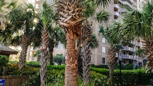 A tall residential building with multiple balconies, surrounded by palm trees and well-maintained landscaping. - Royale Palms, 3rd floor,  Rare Amazing Direct Ocean Front View (Myrtle Beach)