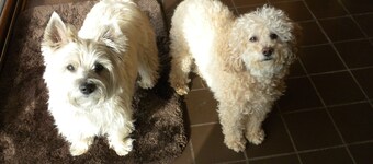 7 PRIVATE ACRES OMGÅET AF ACADIA NATIONAL PARK