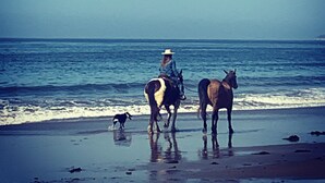 Escena de playa con un caballo y un perro cerca de la orilla.