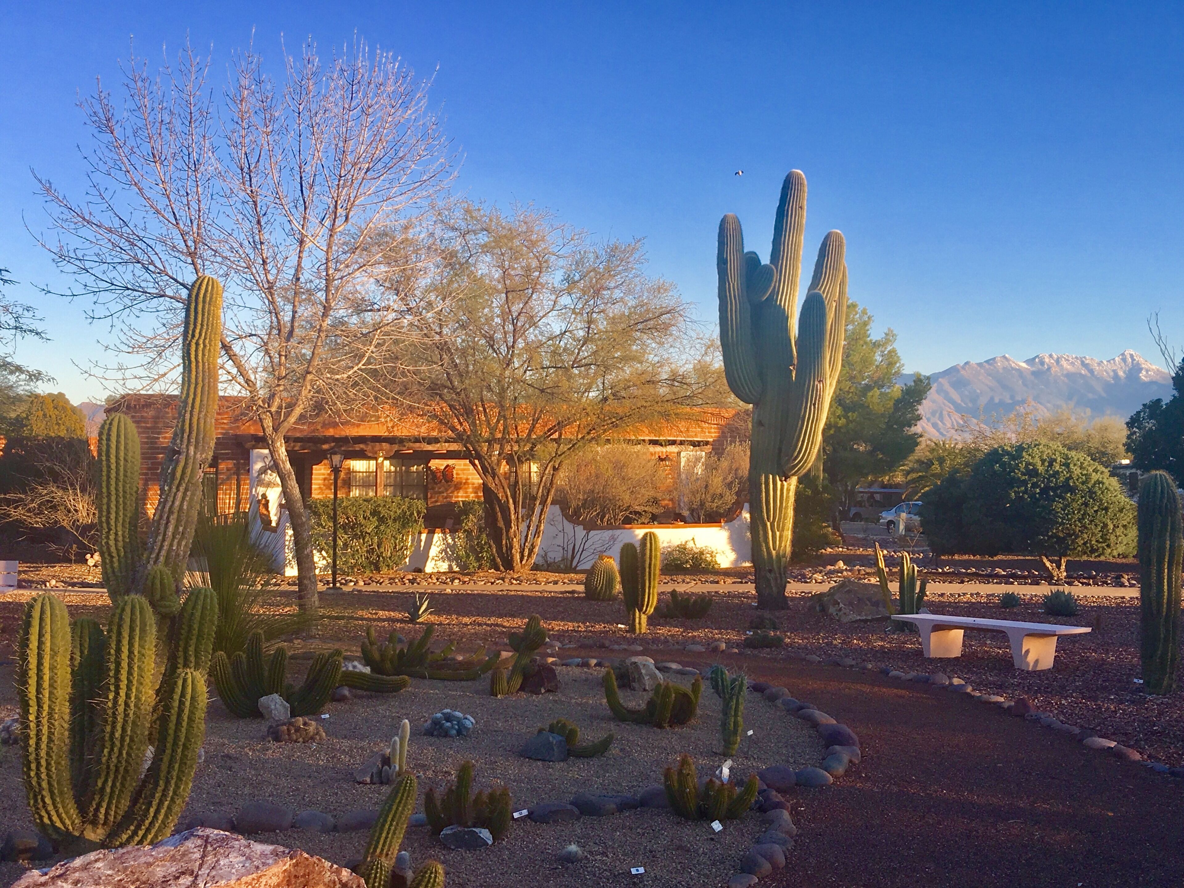 Neighborhood Cactus Garden and Mtn. View