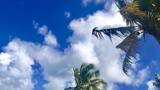 A beach with a palm tree, clear sky, and ocean. - Best Spot in Puerto Rico at Rio Mar Beach  & Golf Resort 20 min. to San Juan (Río Grande)