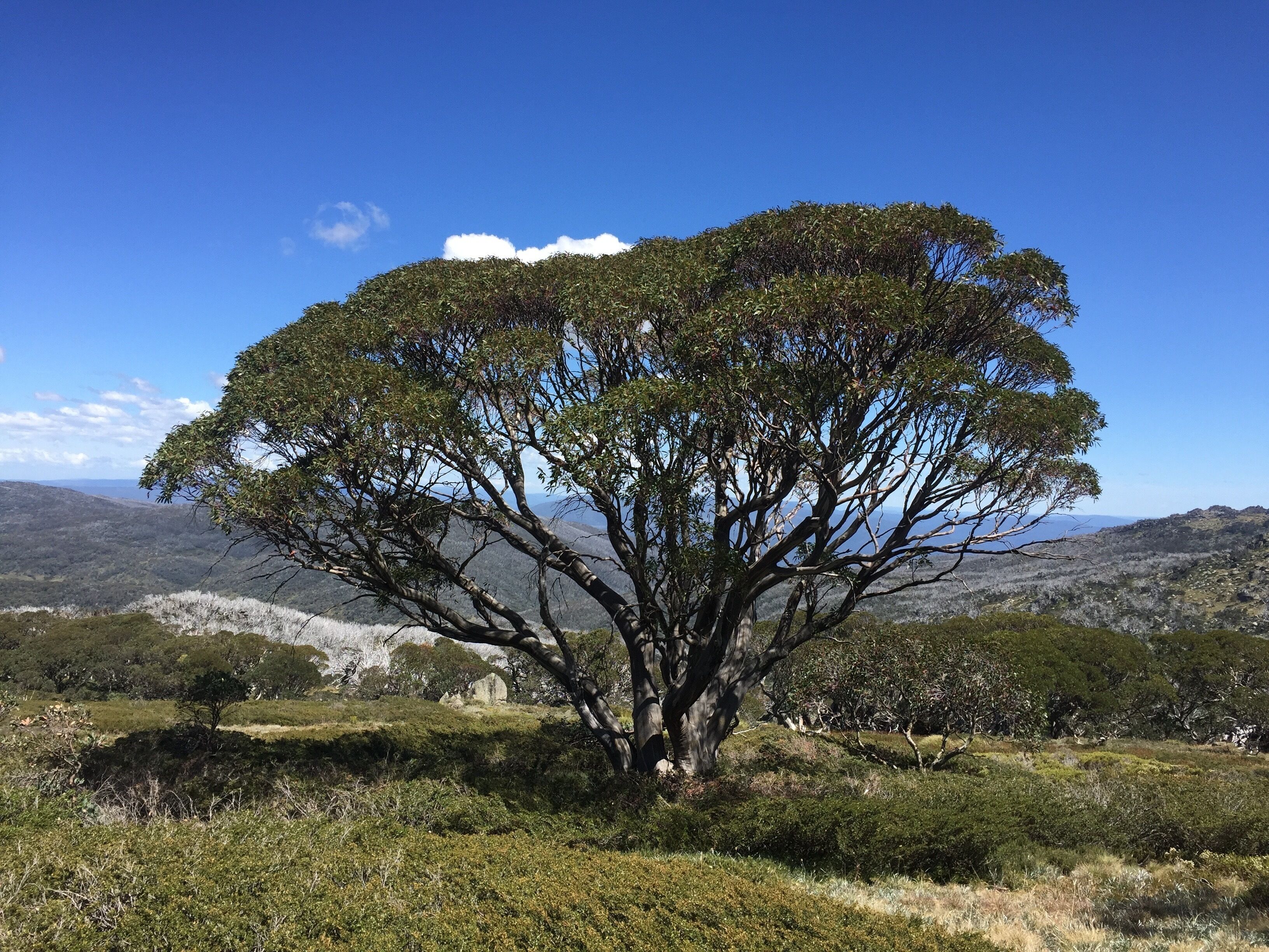 Driftwood by the Snow — image 25