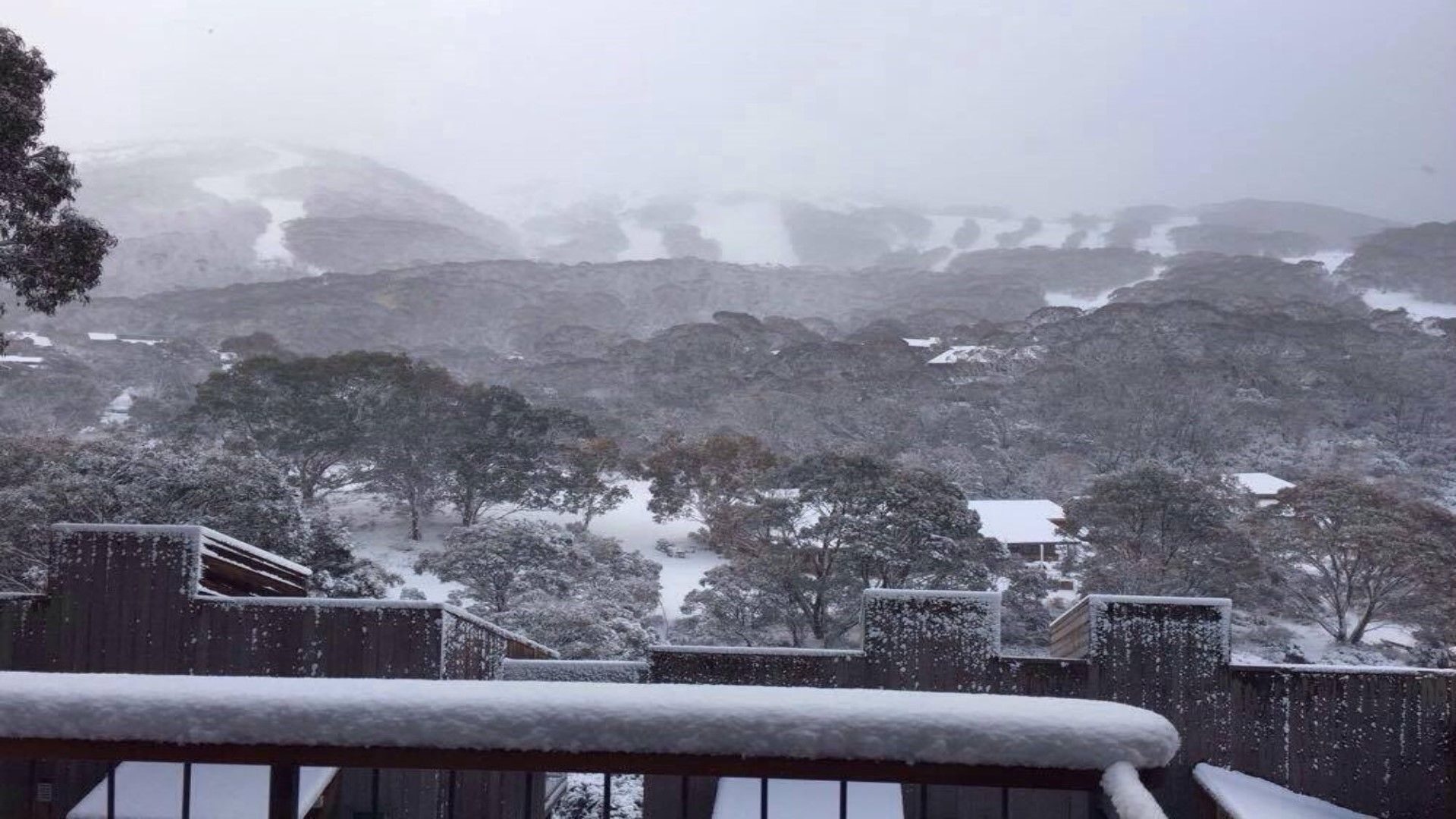 Driftwood by the Snow — image 4