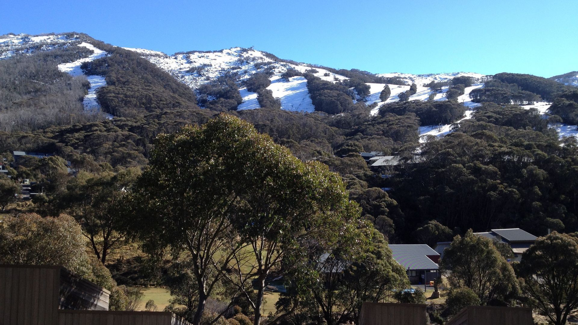 Driftwood by the Snow — image 22