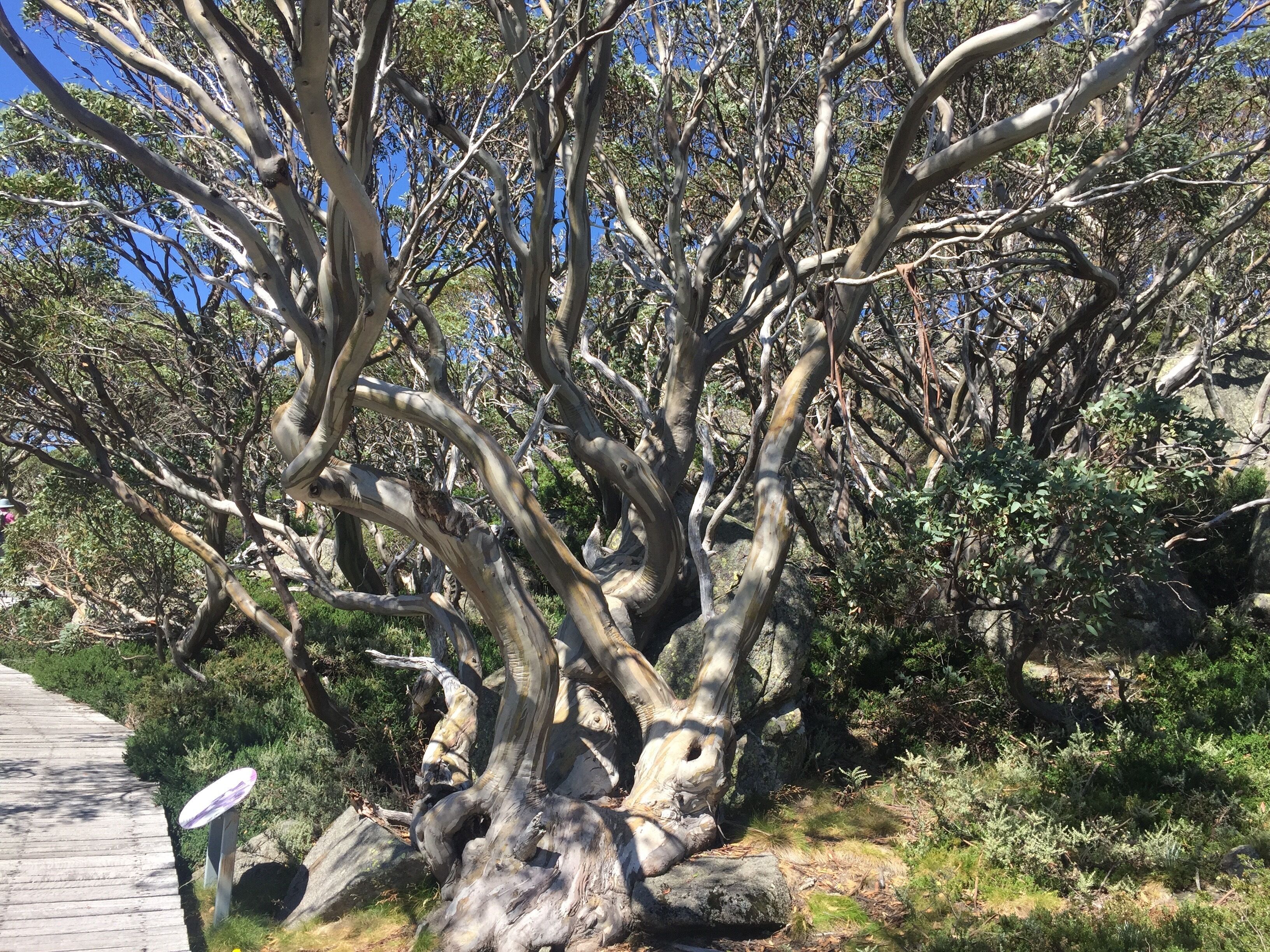 Driftwood by the Snow — image 24