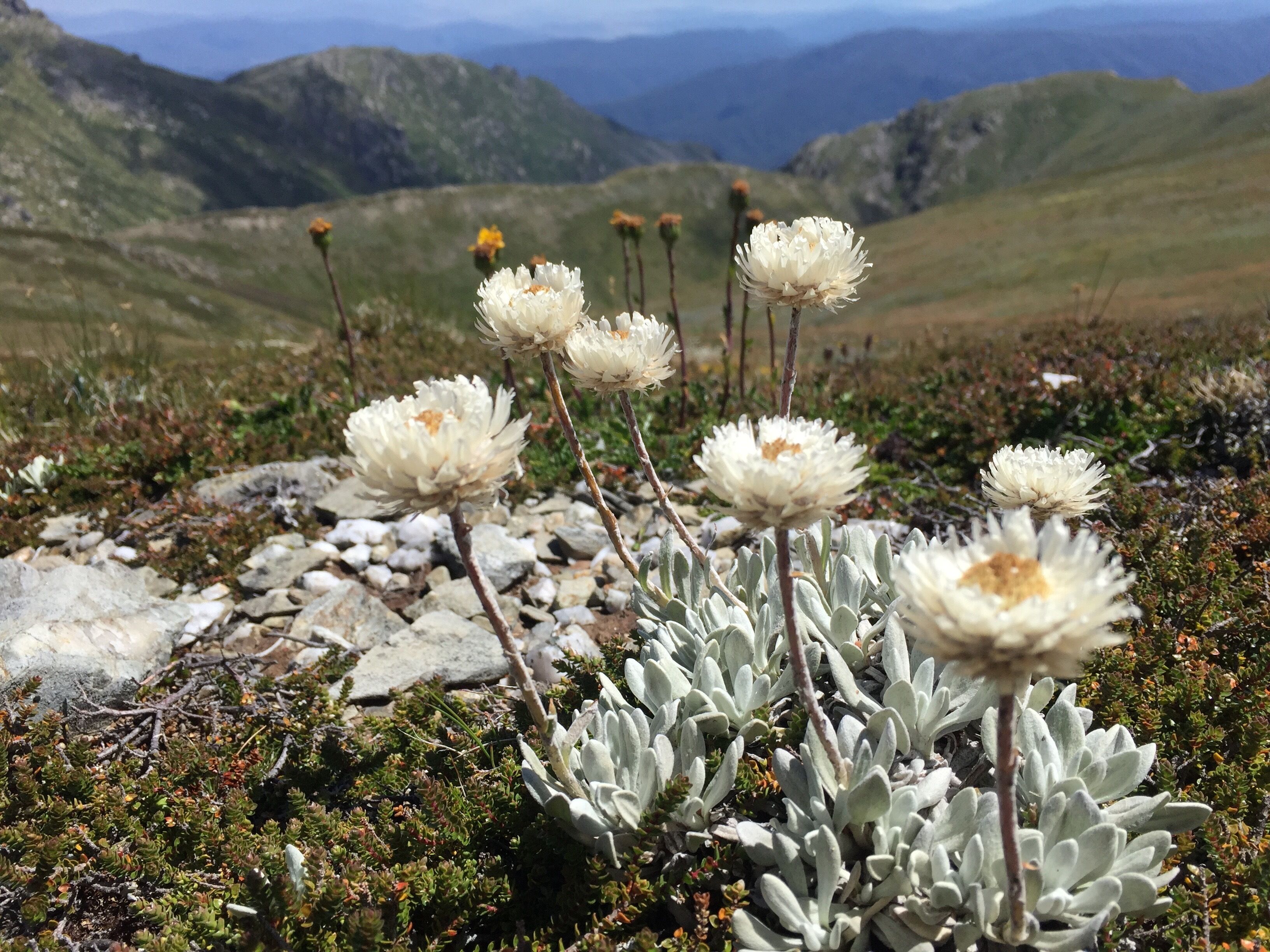 Driftwood by the Snow — image 23