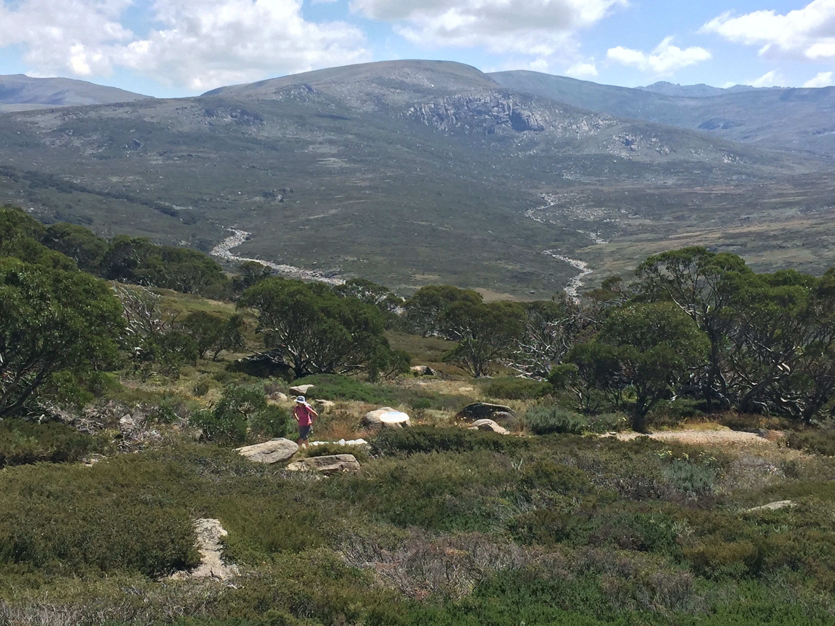 Driftwood by the Snow — image 26