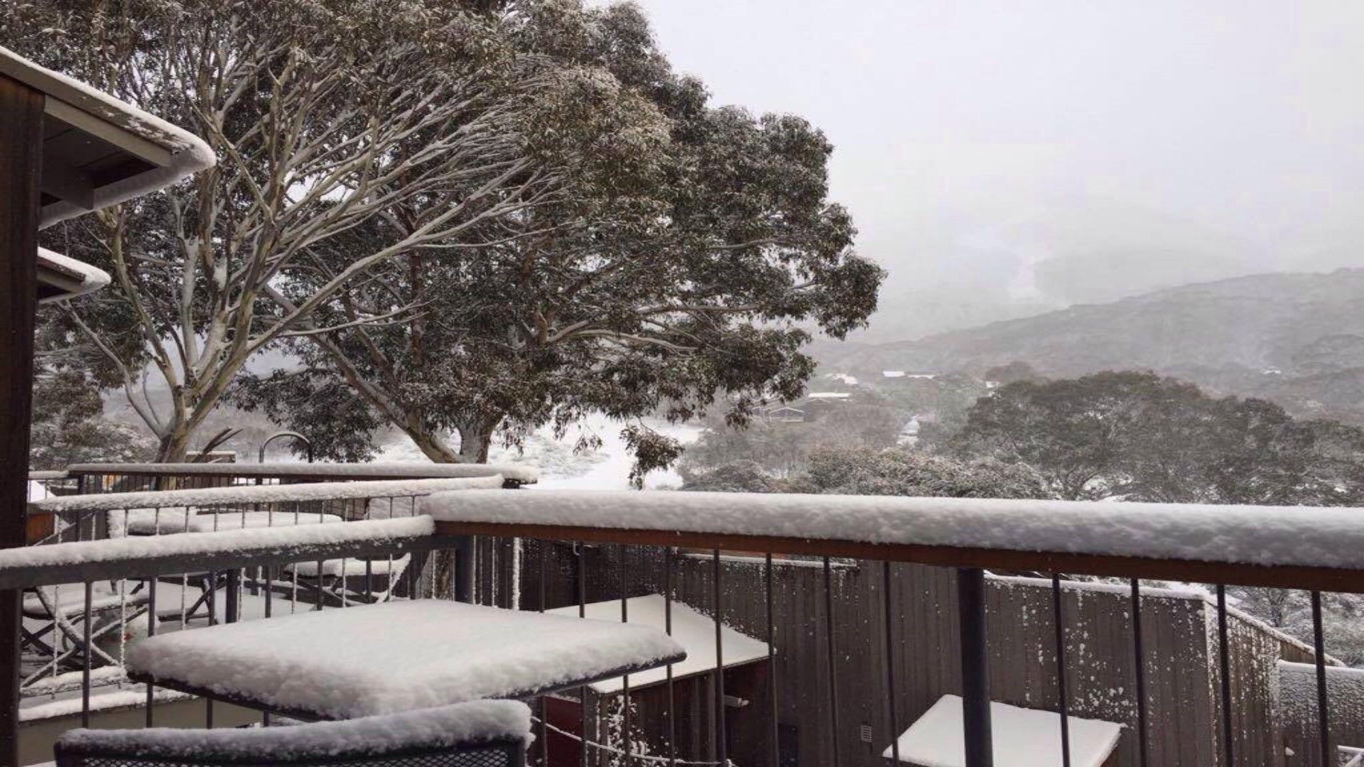 Driftwood by the Snow — image 19