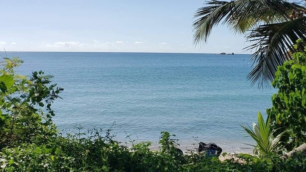 Une plage bordée de palmiers et d’une végétation luxuriante au premier plan.