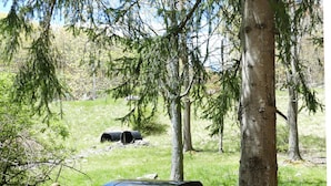 Uklassifisert bilde, 5 av 56, knapp