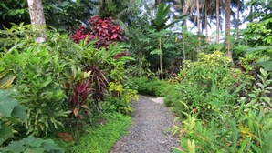 A garden path surrounded by lush greenery and various plants.