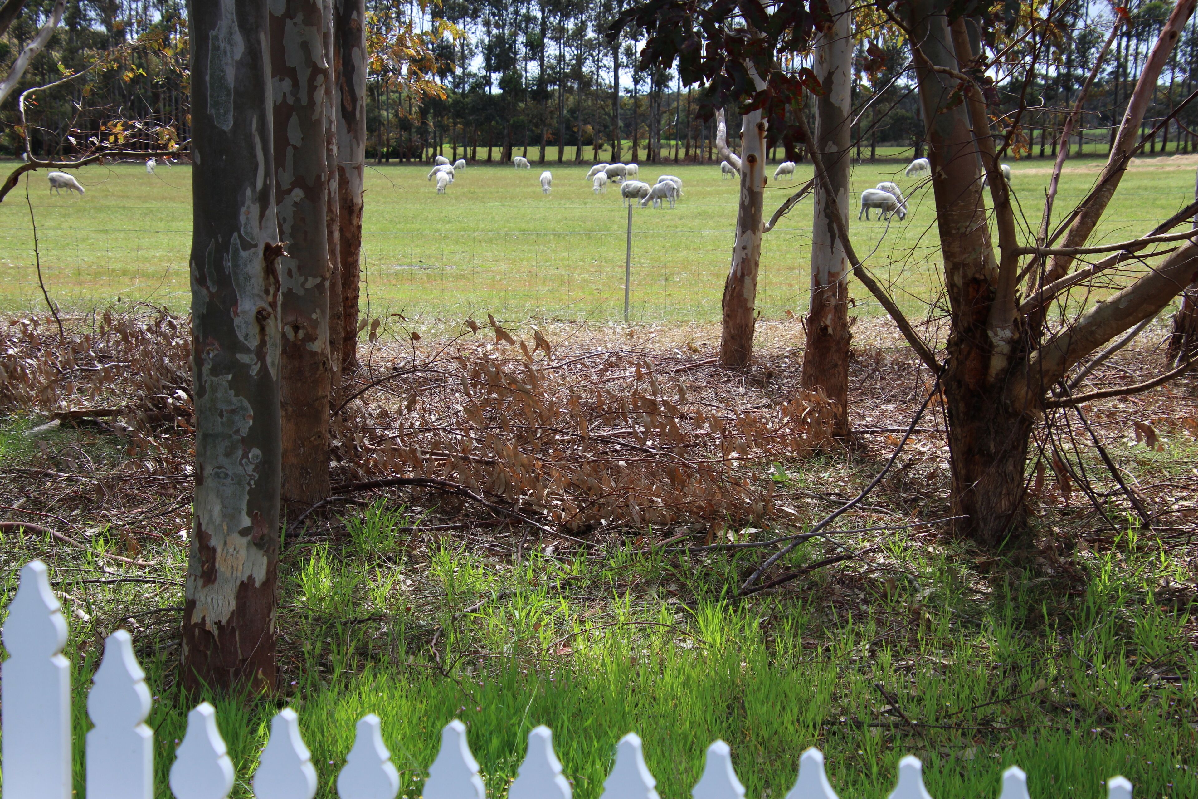 Sapphire Chalets #1 Augusta — image 20