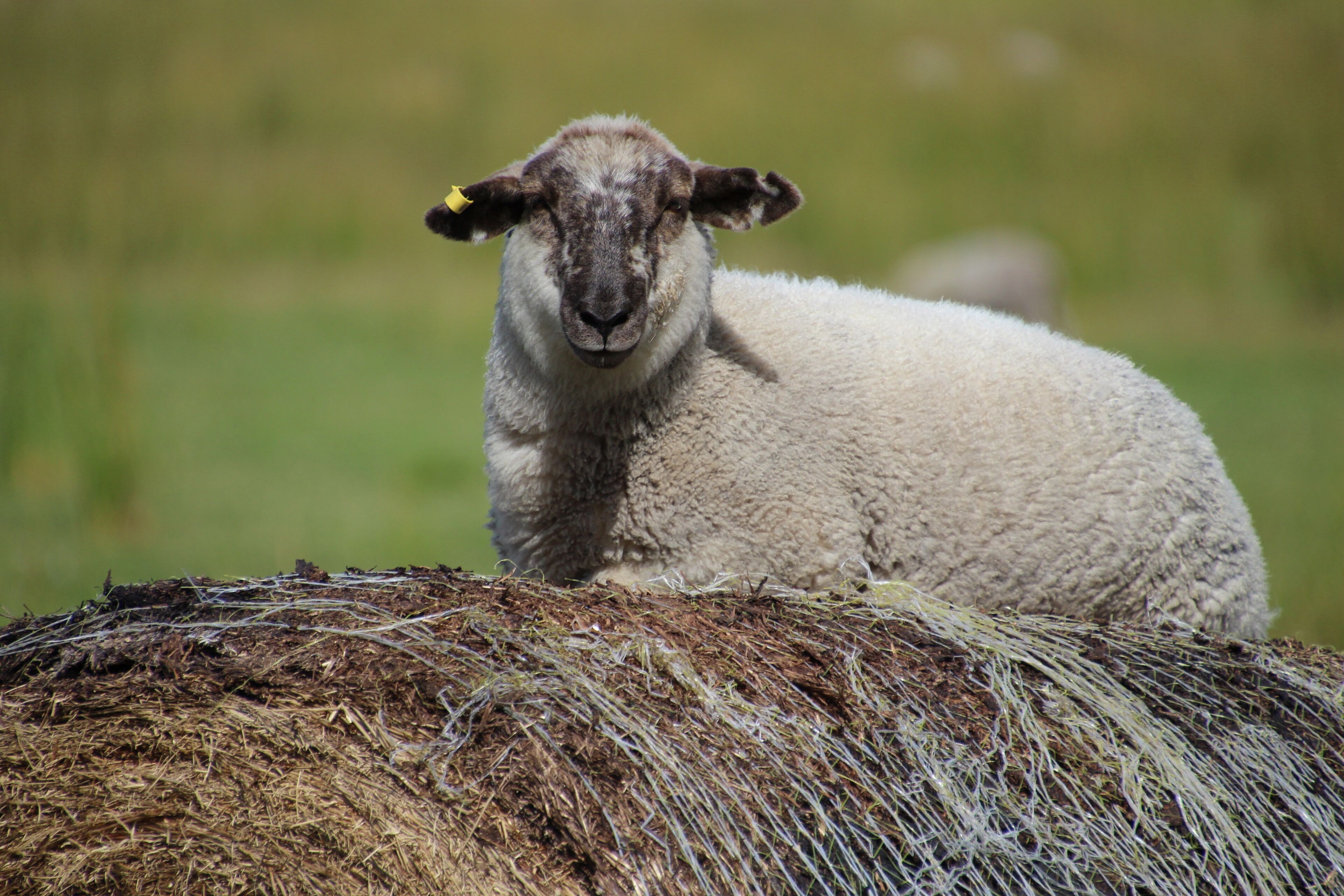 Sapphire Chalets #1 Augusta — image 23