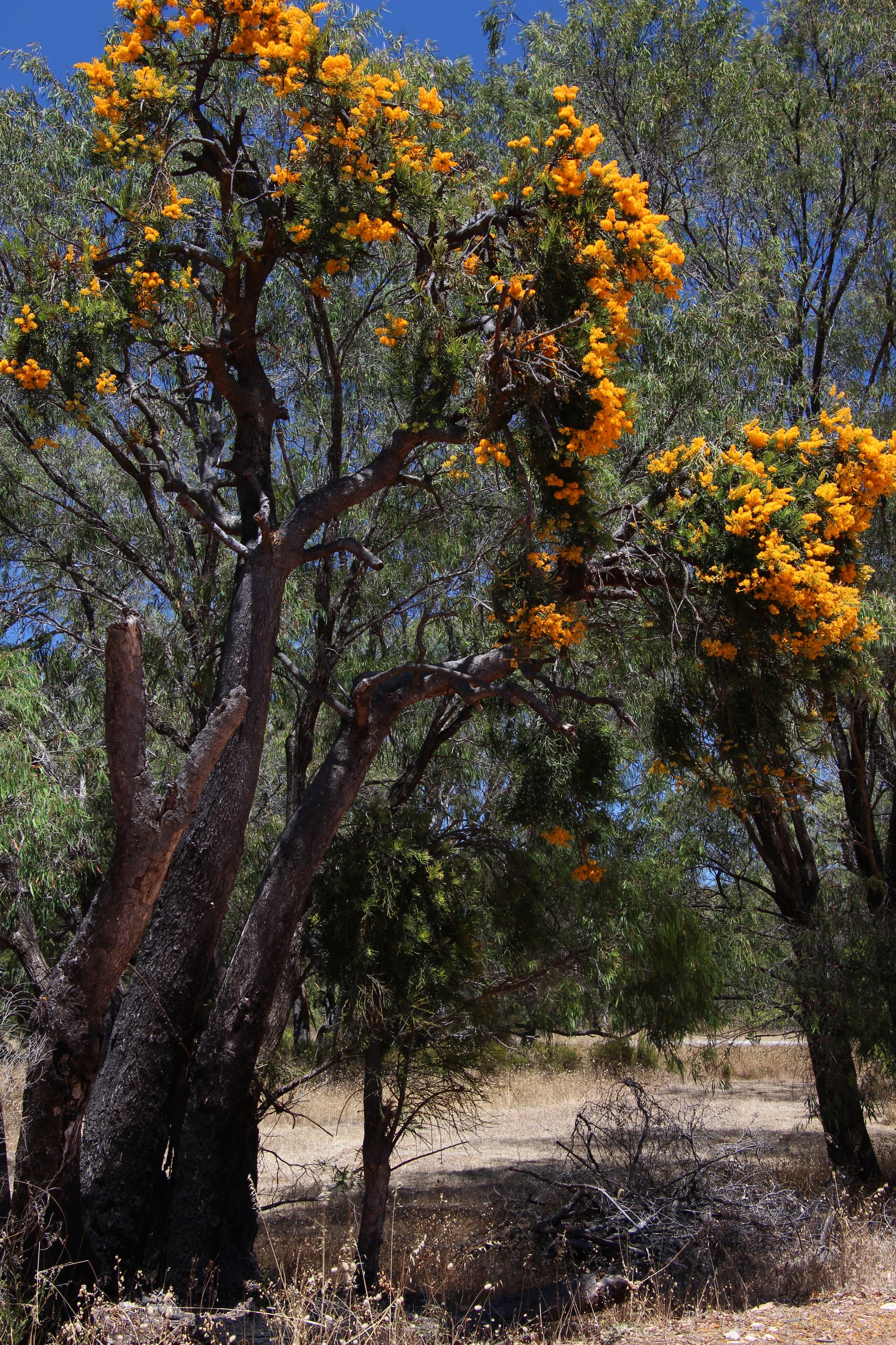 Sapphire Chalets #1 Augusta — image 24