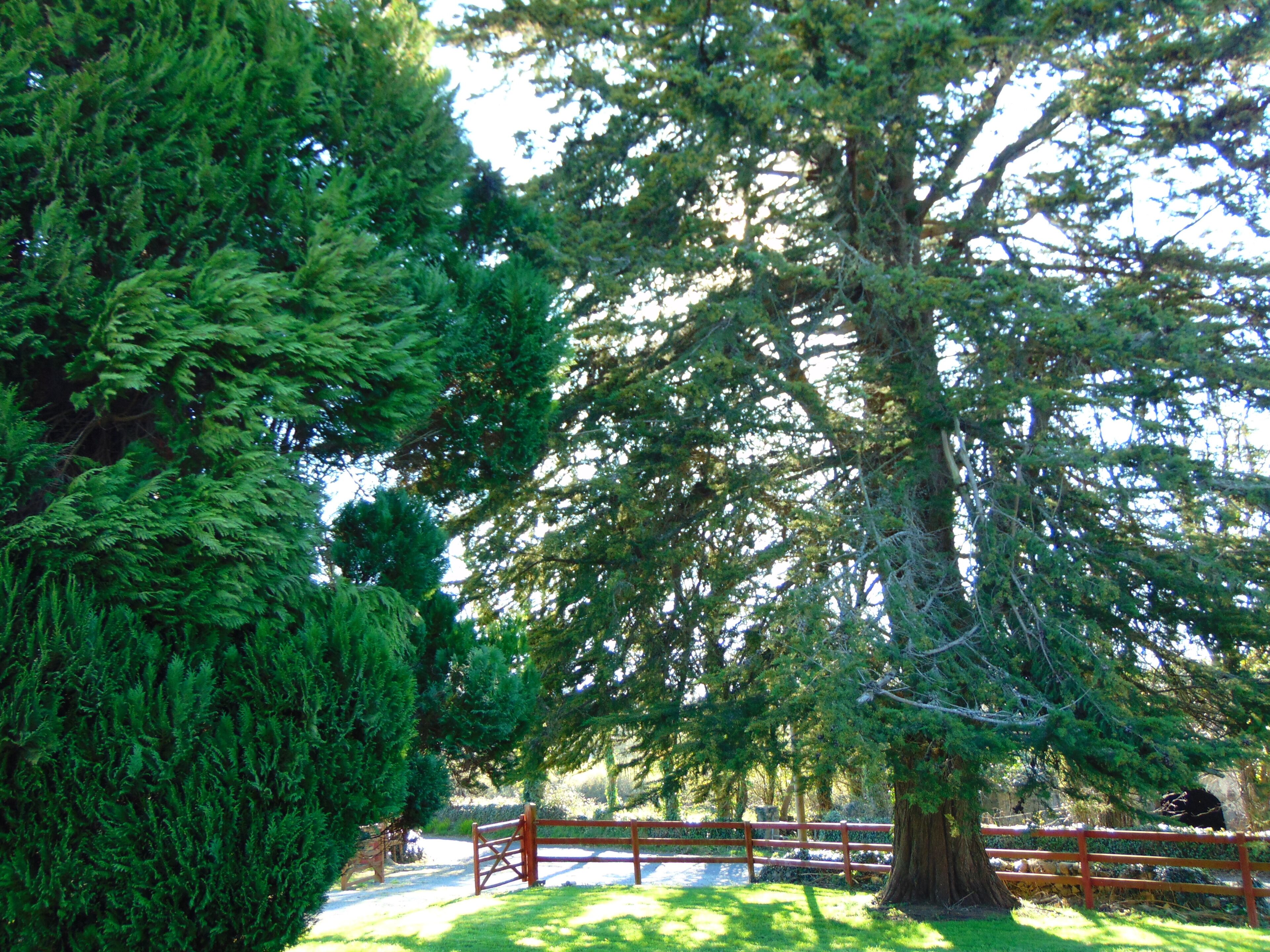 Un árbol grande con un tronco grueso y follaje denso, una valla de madera y un cielo despejado.