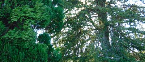 Un árbol grande con un tronco grueso y follaje denso, una valla de madera y un cielo despejado.