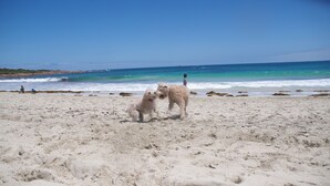 Una playa arenosa con dos perros y una persona a lo lejos.
