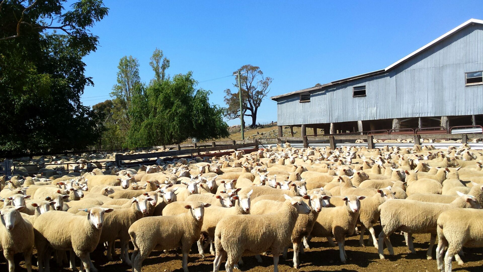 Un grand troupeau de moutons se trouve dans un enclos, avec une grange en arrière-plan.