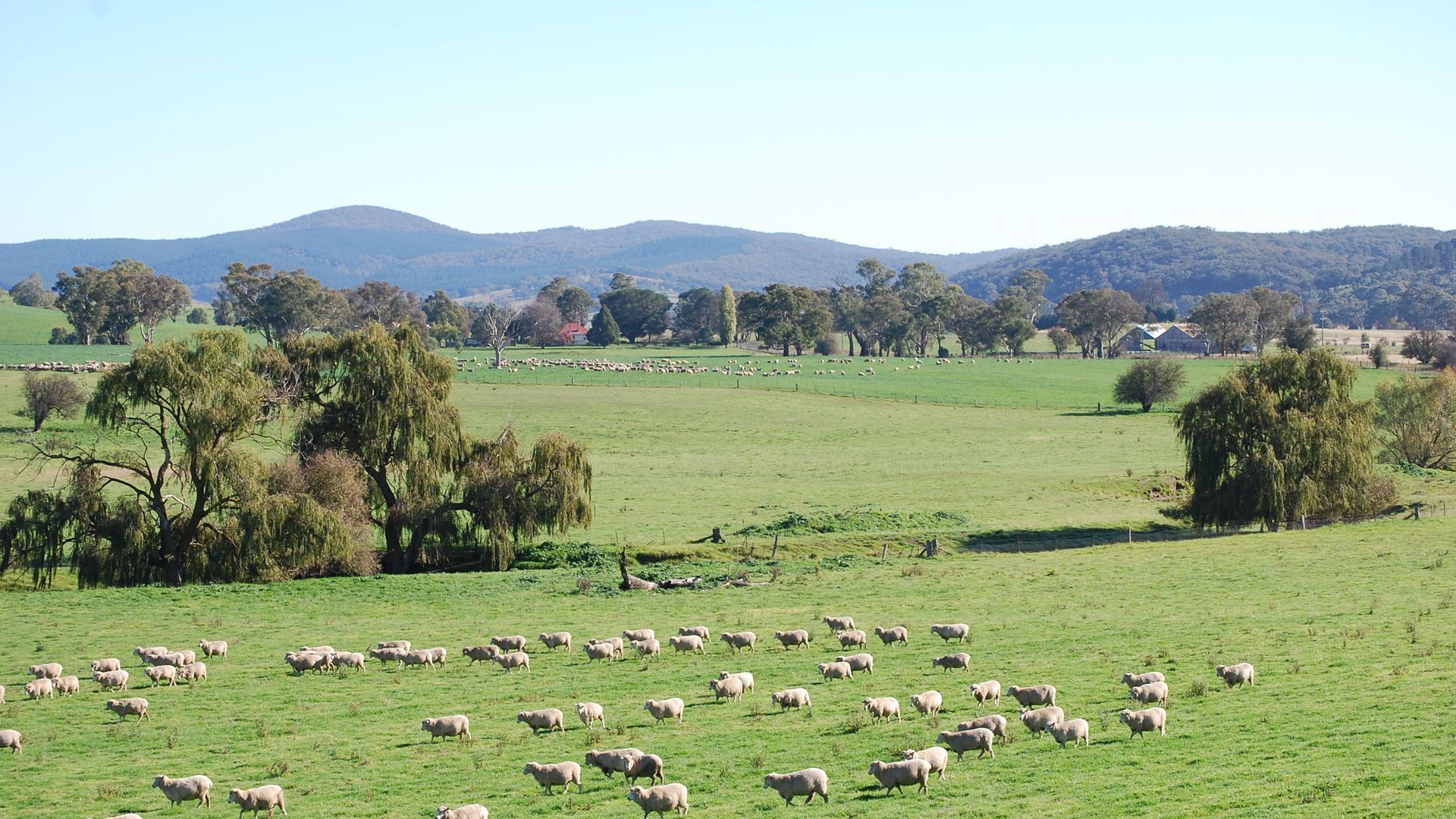A rural landscape with a large flock of sheep grazing in a green field, surrounded by trees and hills in the background.
