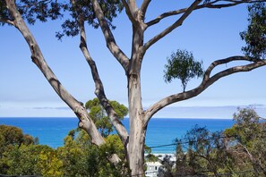 A coastal landscape with a prominent eucalyptus tree and a view of the ocean. - Ben-My-Chree (Lorne)