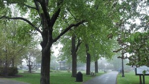 Un sendero en un parque bordeado de grandes árboles y un cartel que dice "Village Green".