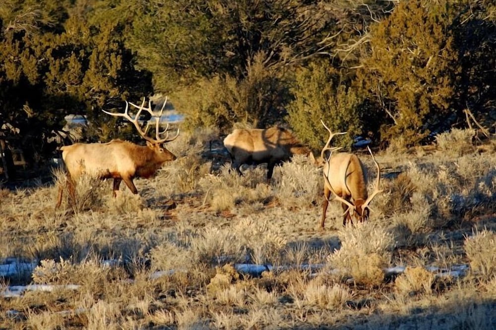 Popular Vacation Rental At The Grand Canyon