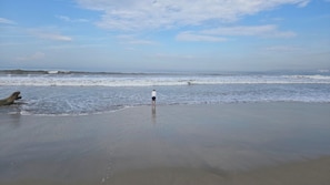 Plage, chaises longues, serviettes de plage