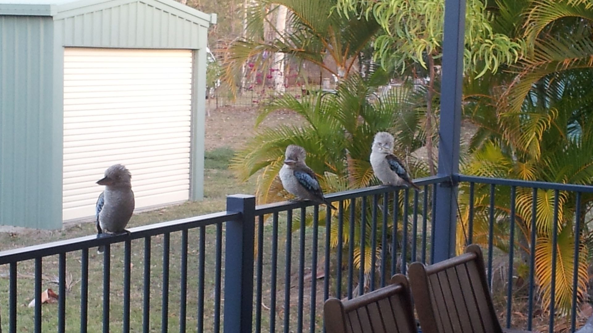 Dingo Beach House - quiet getaway — image 11