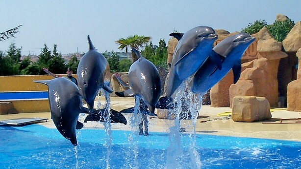 Dolphins performing in a pool with clear water and rocky structures in the background.