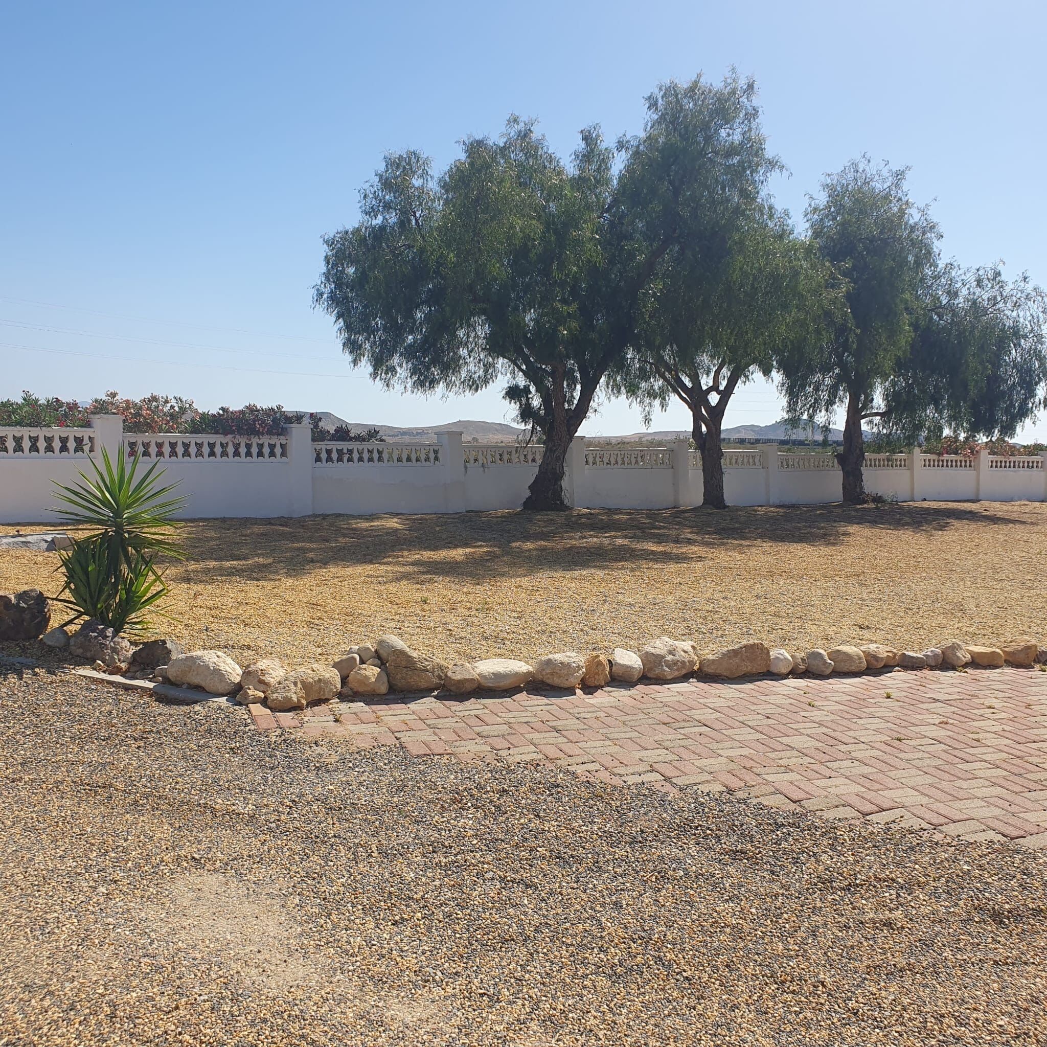 A paved area with a white wall, two large trees, and a small plant.