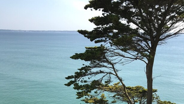 A coastal view with a large tree and a seating area with chairs and a table.