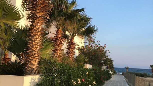 Un sentier pavé, bordé de palmiers et de plantes en fleurs, qui mène à un plan d’eau.