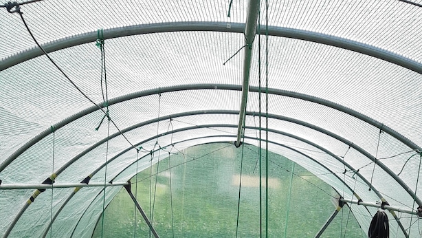 A greenhouse with rows of plants supported by trellises and netting.