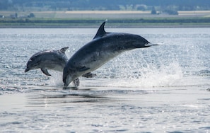 Dos delfines saltando fuera del agua.
