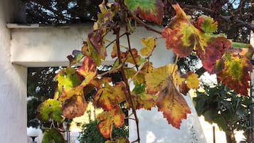 Surrounded by lush greenery, a vine with vibrant autumn leaves thrives in a serene outdoor setting.