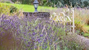Ein Garten mit Lavendelfeldern, einem Stein Laternen und einer Metallbank.