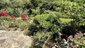 A garden with various plants and a stone pathway. - House / Villa - Le Rayol-Canadel (Rayol-Canadel-Sur-Mer)