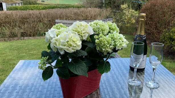 Una mesa con una planta en maceta, una botella de champán y dos copas.