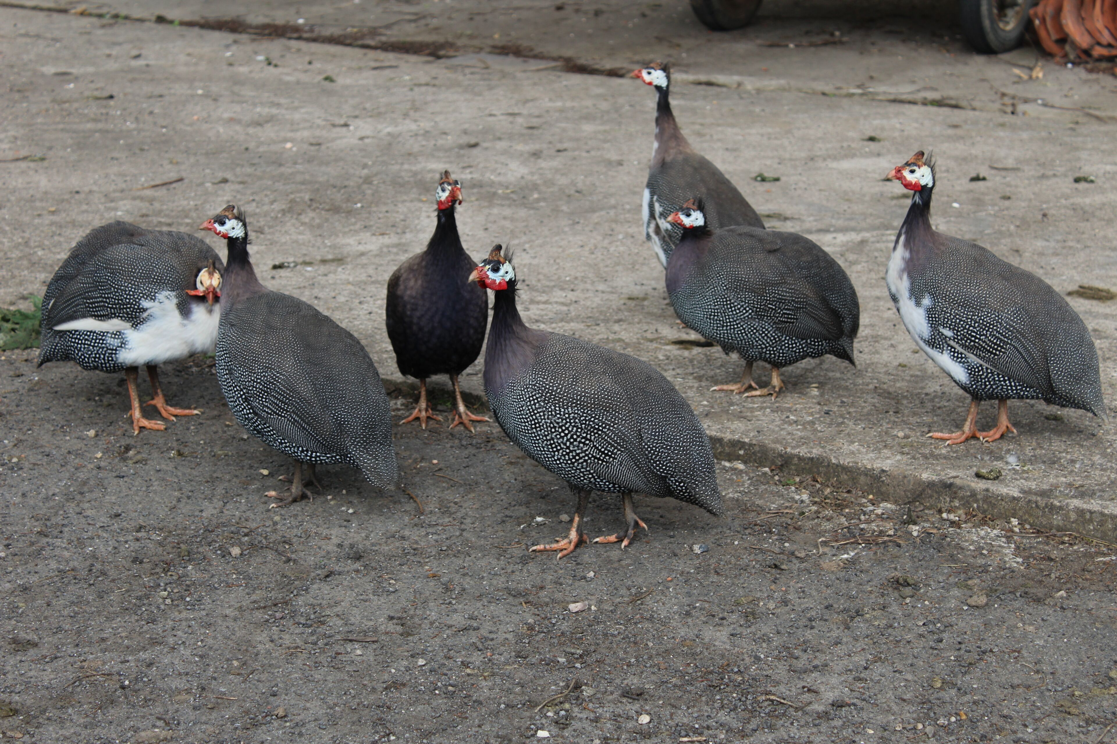 A group of birds standing on a concrete surface.