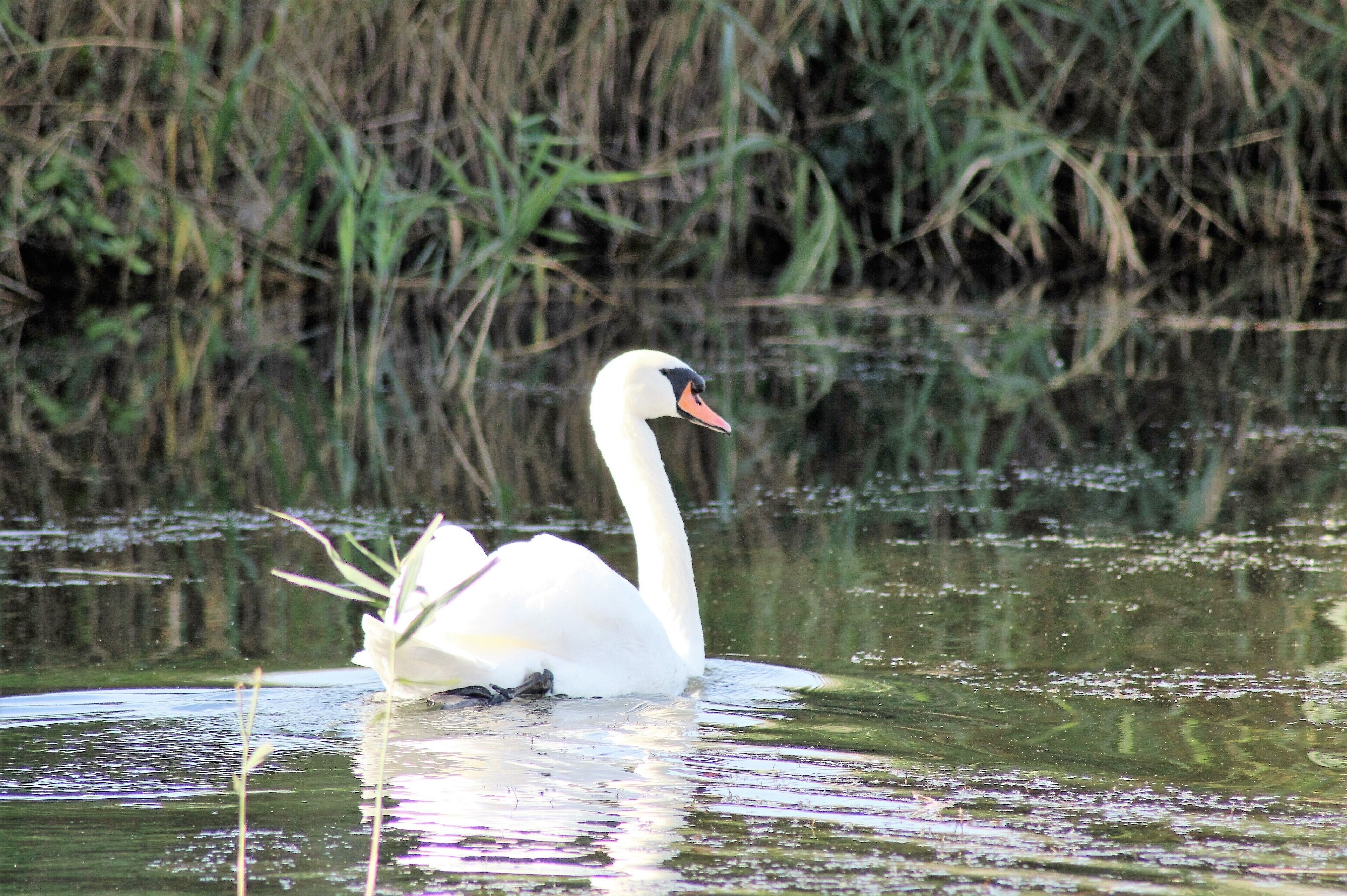 Um cisne nada em águas calmas, com juncos ao fundo.