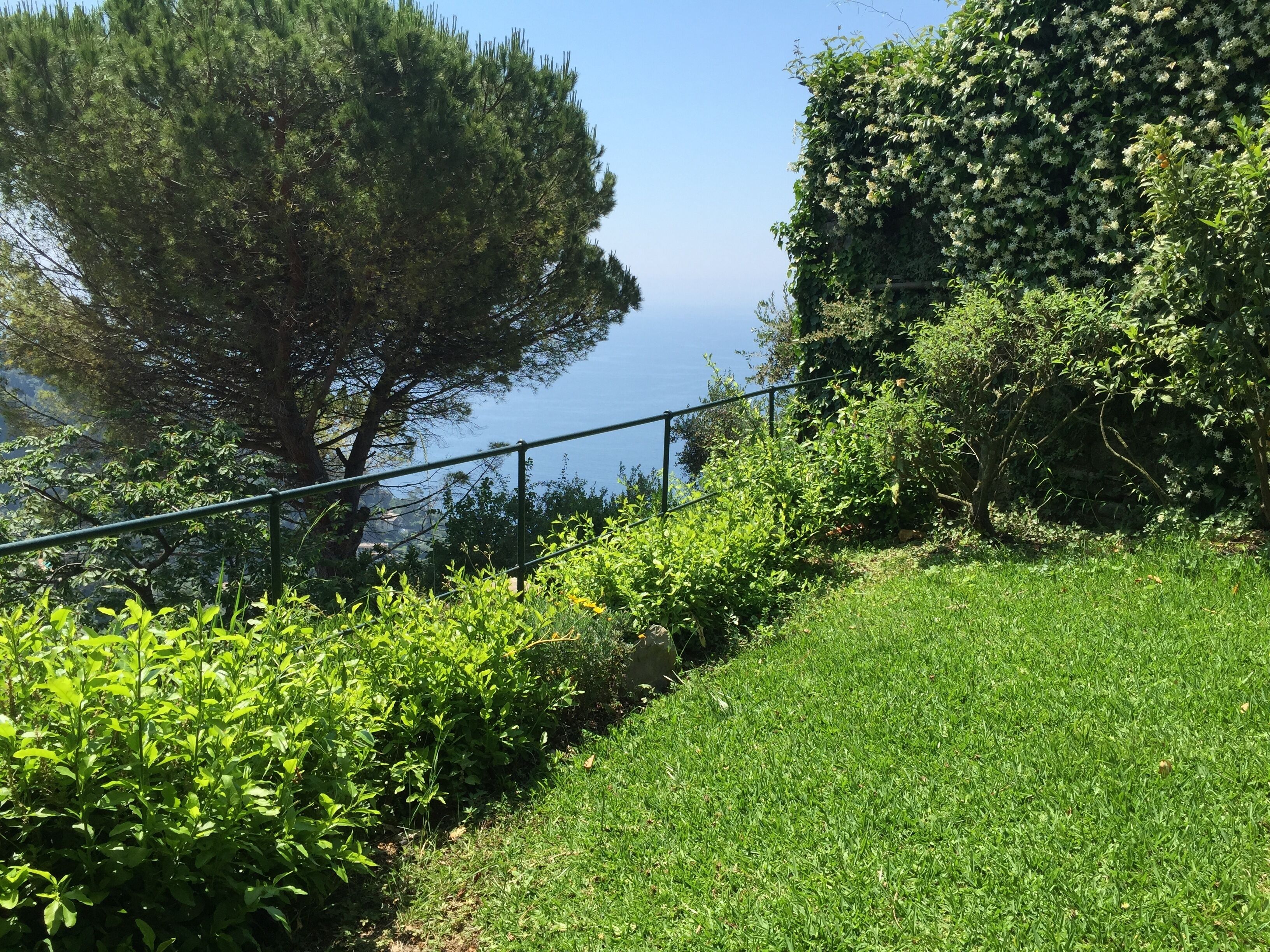 A grassy hillside with a metal railing, dense greenery, and a large tree.
