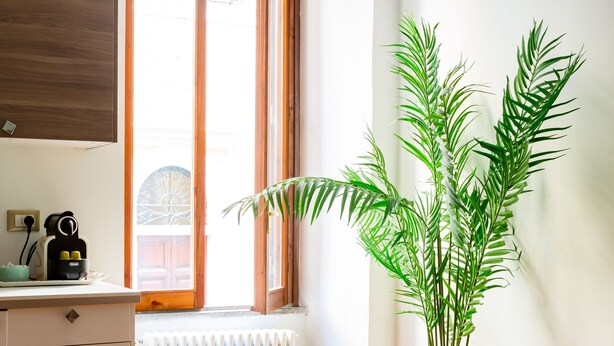 A room with a window, a radiator, a potted plant, and a sofa. - Apartment 3 minutes from the Spanish Steps (2 rooms) with a / c  (Roma)