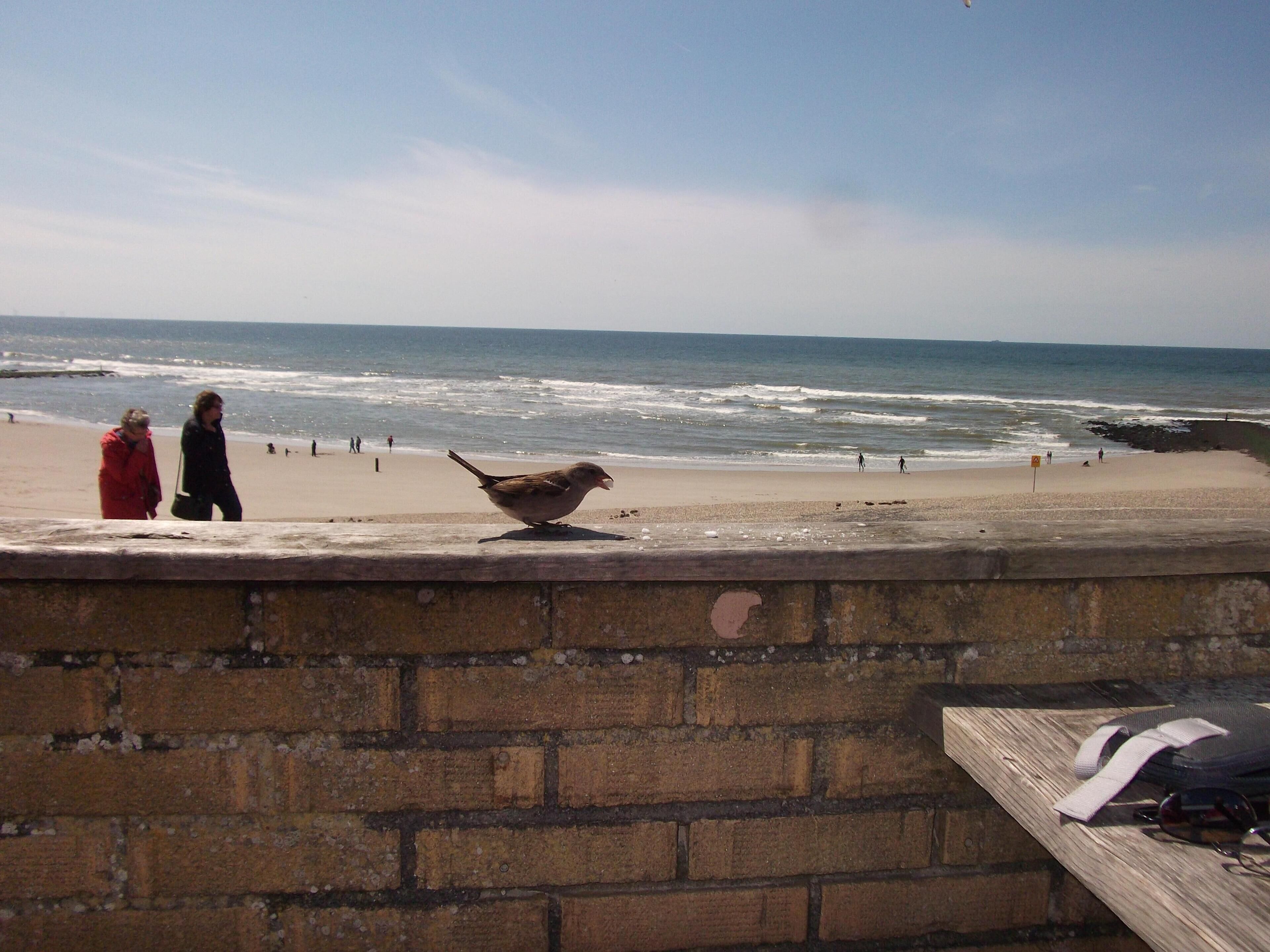 Ein Strand mit einer Ziegelmauer, einem Vogel und Personen im Hintergrund.