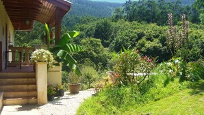Un escalier en bois mène à un porche abrité, agrémenté de plantes en pot et offrant une vue sur un paysage verdoyant et luxuriant.