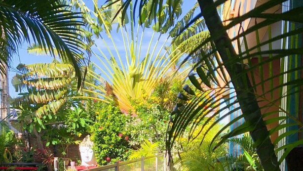 A poolside area with a wooden deck, surrounded by lush tropical plants and a clear blue sky. - Hotel les Bougainvilliers (Saint-Paul)